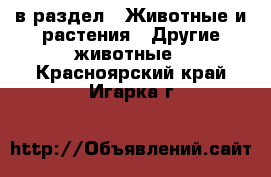  в раздел : Животные и растения » Другие животные . Красноярский край,Игарка г.